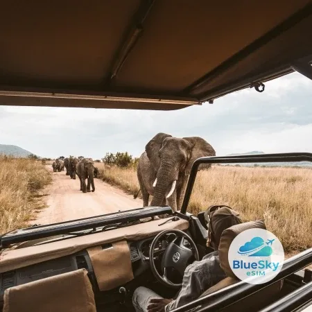 Safari Châu Phi