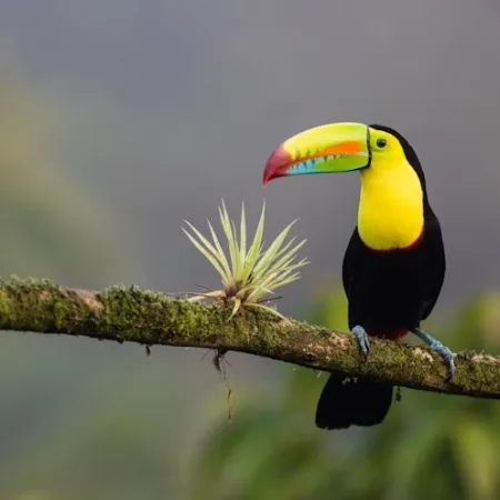 Costa Rica