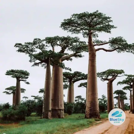 Madagaskar