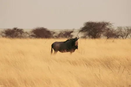 Mali