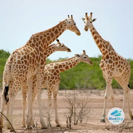 Niger