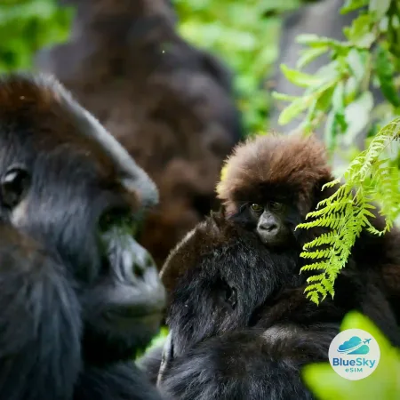Rwanda